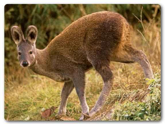 Uttarakhand State animal, Alpine Musk Deer, Moschus chrysogaster 